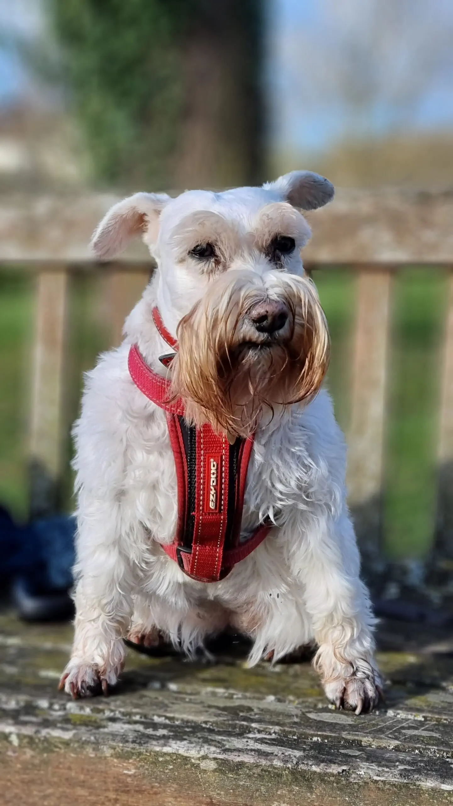 Poppy Schnauzer