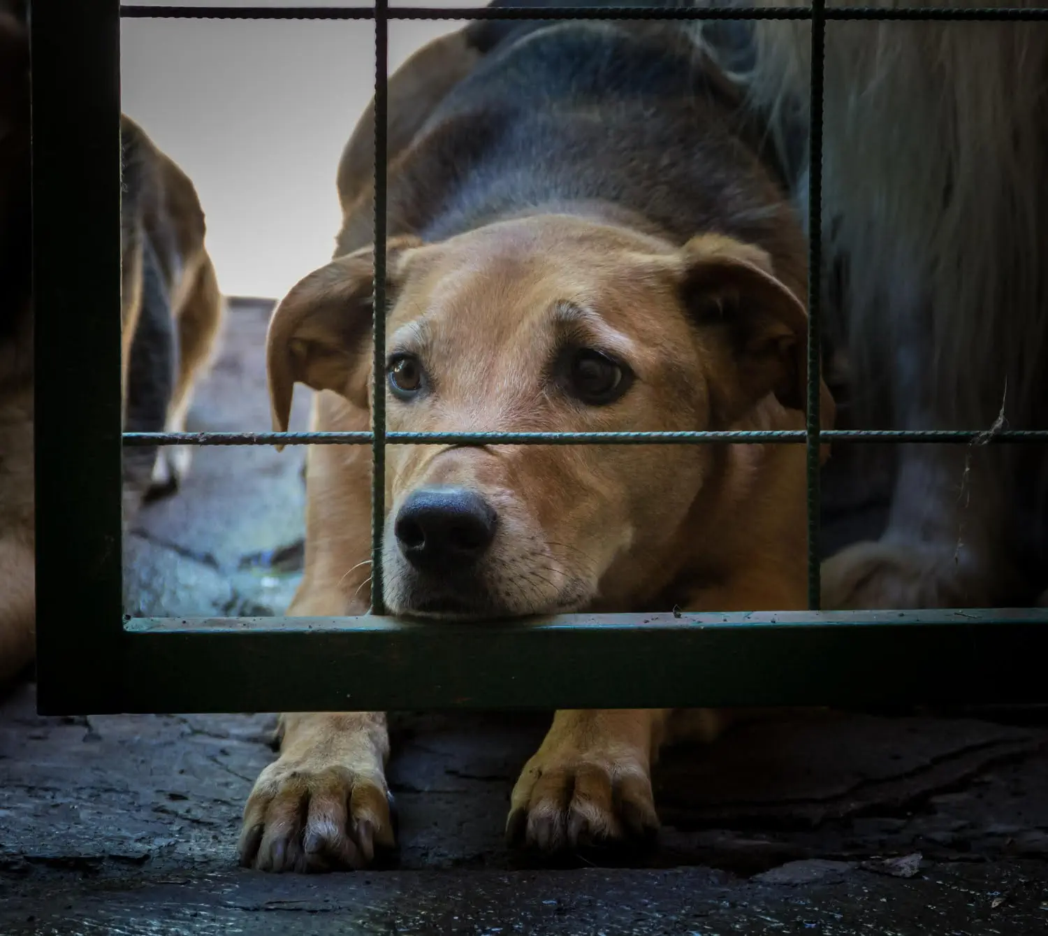 free websites for dog charities
